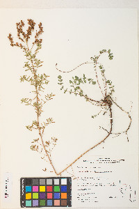 Hypericum perforatum image