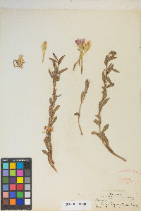 Calylophus hartwegii image