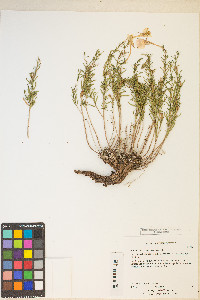 Calylophus hartwegii subsp. filifolius image