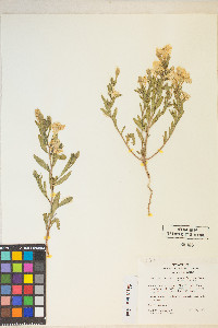 Calylophus hartwegii subsp. fendleri image