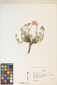 Calylophus lavandulifolius image