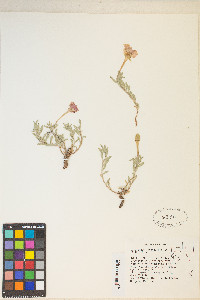 Calylophus lavandulifolius image