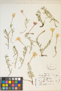 Calylophus lavandulifolius image