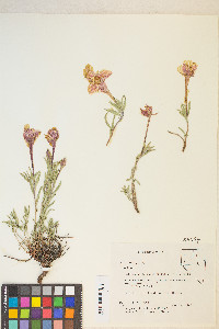 Calylophus lavandulifolius image