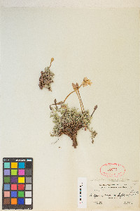 Calylophus lavandulifolius image