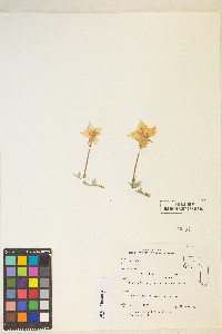 Calylophus lavandulifolius image