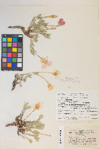 Calylophus lavandulifolius image