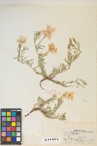 Calylophus lavandulifolius image