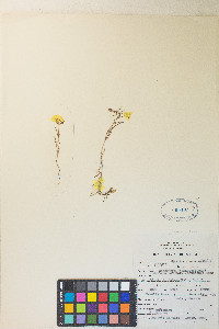 Camissonia campestris image