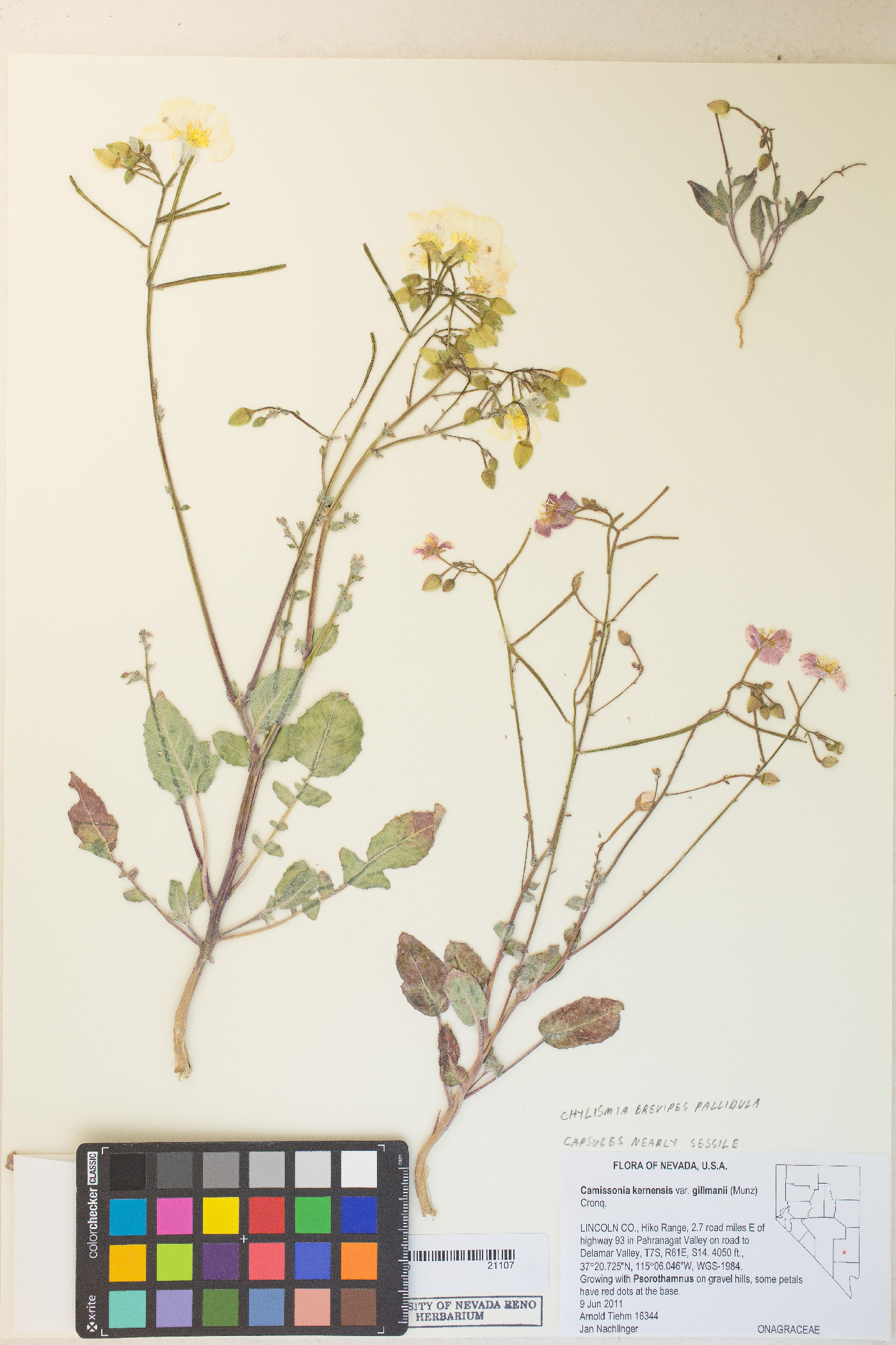 Chylismia brevipes var. pallidula image