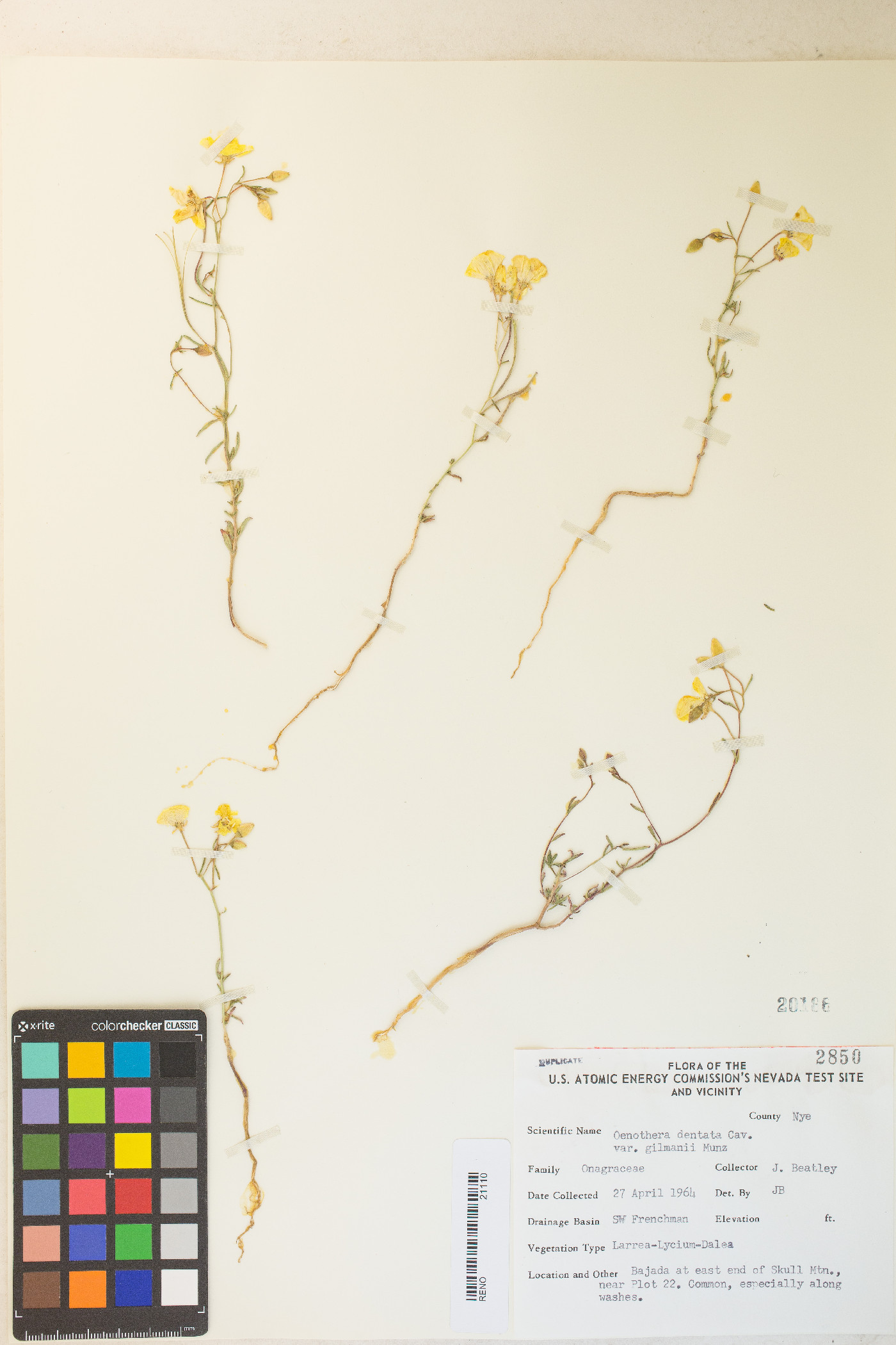 Camissonia kernensis var. gilmanii image