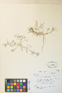 Camissonia parvula image