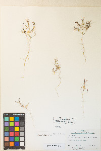 Camissonia parvula image