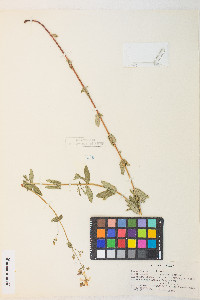 Hypericum scouleri image