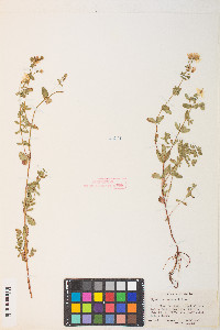 Hypericum scouleri image