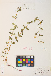 Hypericum scouleri image