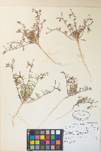 Camissonia pubens image