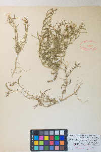 Camissonia pubens image