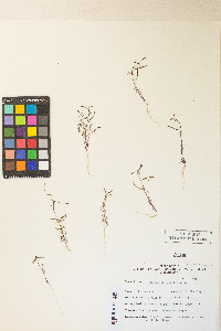 Camissonia pusilla image