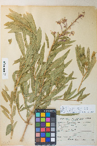 Chamaenerion angustifolium subsp. circumvagum image