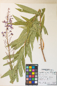 Chamaenerion angustifolium subsp. circumvagum image