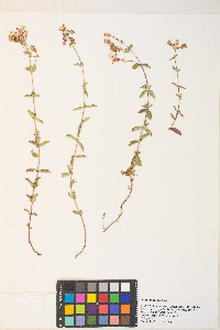 Hypericum scouleri image