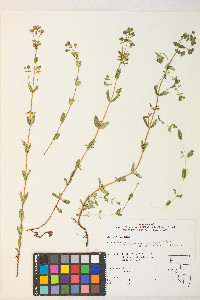 Hypericum scouleri image