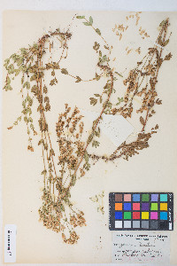 Hypericum scouleri image