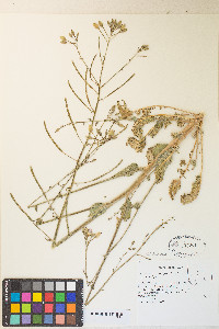 Chylismia brevipes var. pallidula image