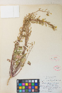 Chylismia claviformis var. cruciformis image