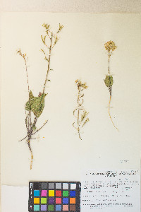 Chylismia claviformis var. purpurascens image