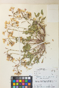 Chylismia claviformis var. purpurascens image