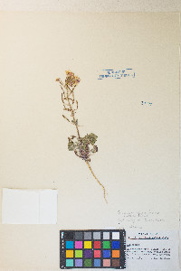 Chylismia claviformis var. purpurascens image