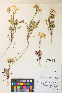 Chylismia claviformis var. purpurascens image