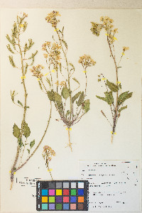 Chylismia claviformis var. purpurascens image