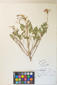 Chylismia claviformis var. purpurascens image