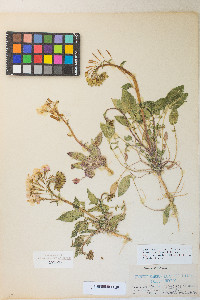 Chylismia claviformis var. purpurascens image