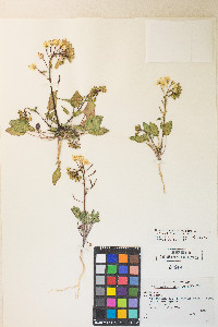 Chylismia claviformis var. purpurascens image