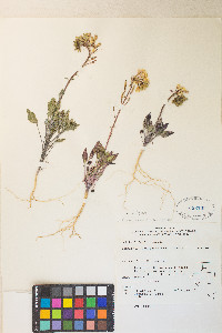 Chylismia claviformis var. purpurascens image