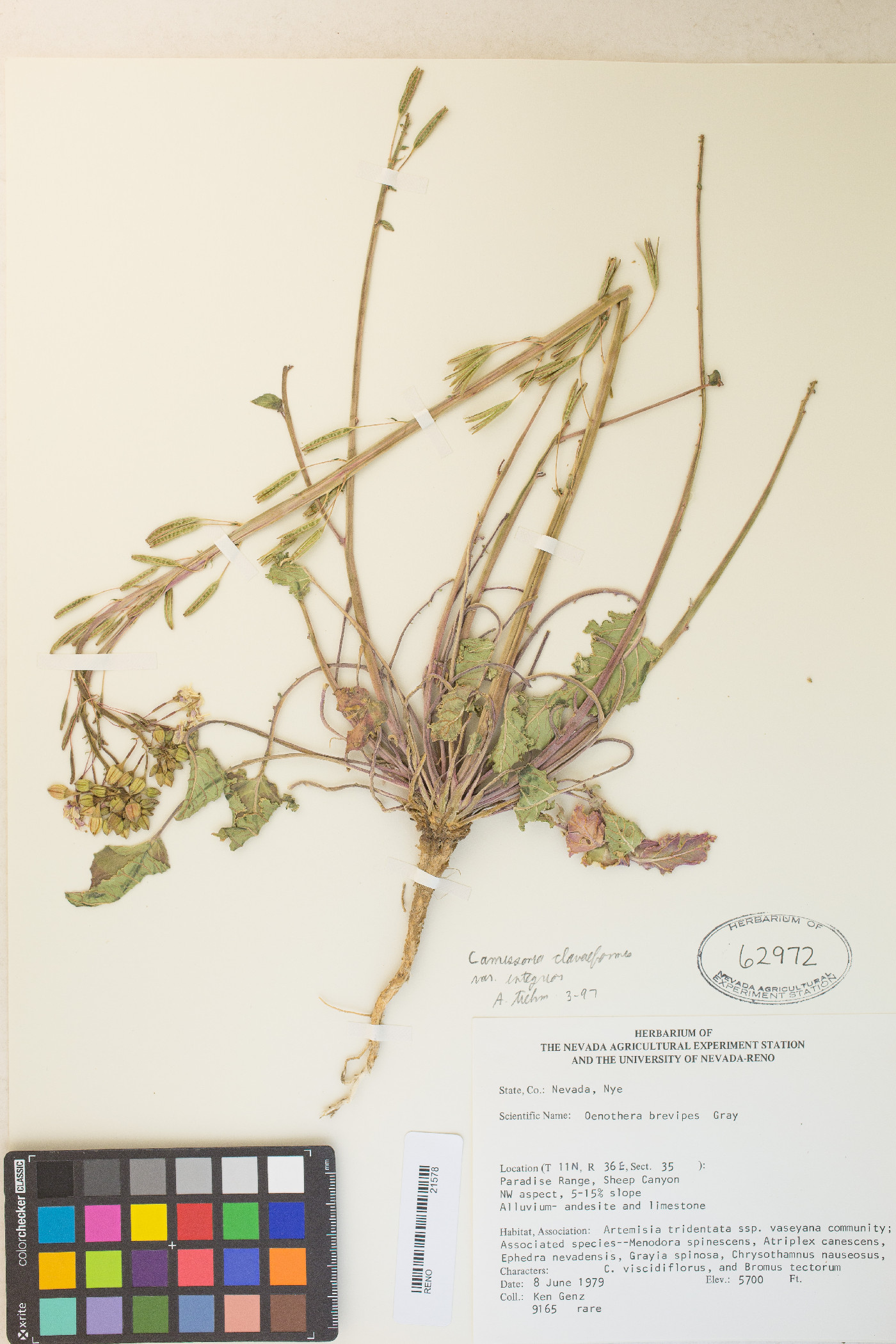 Chylismia claviformis var. purpurascens image