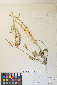 Chylismia claviformis var. purpurascens image