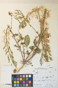 Chylismia claviformis var. purpurascens image