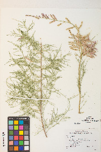 Tamarix chinensis image