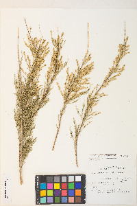 Tamarix chinensis image