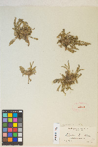 Taraxia breviflora image