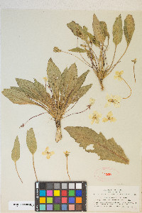 Camissonia ovata image