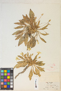 Camissonia ovata image