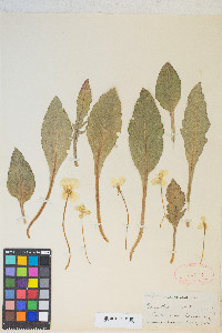 Camissonia ovata image