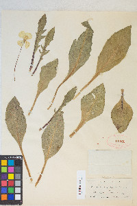 Camissonia ovata image