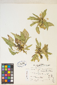 Taraxia subacaulis image